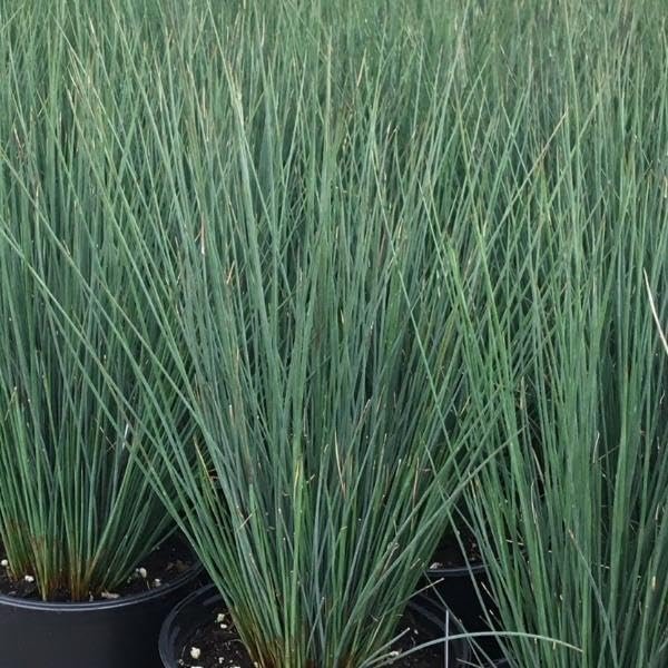 Rush Grass Blue Arrow | Extra Large Gallon Plants | Juncus inflexus | Vibrant Landscape Accent | Hardy Garden Addition