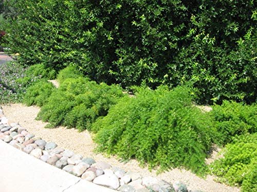 Asparagus Fern - Live Plants - Asparagus Densiflorus Sprengeri