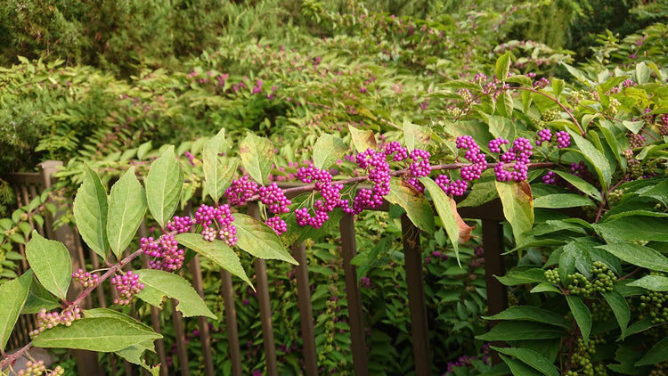 American Beautyberry | Live Plants | Callicarpa Americana | Bird Attracting Beautiful Berries and Foliage