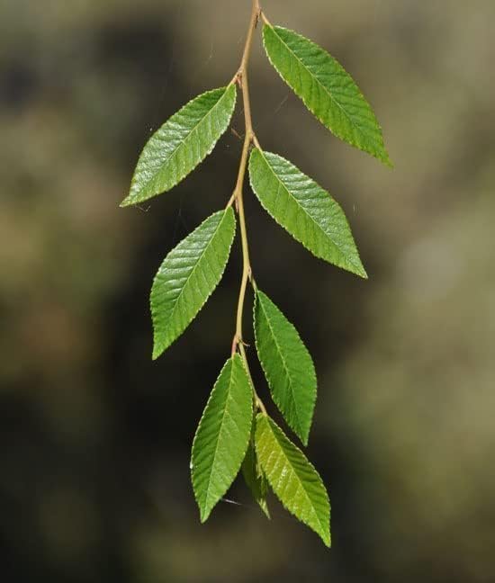 Drake Chinese Elm Tree | Live Plants | Lacebark Elm | Ulmus Parvifolia | Semi-Evergreen Fall Colors Red Purple & Yellow