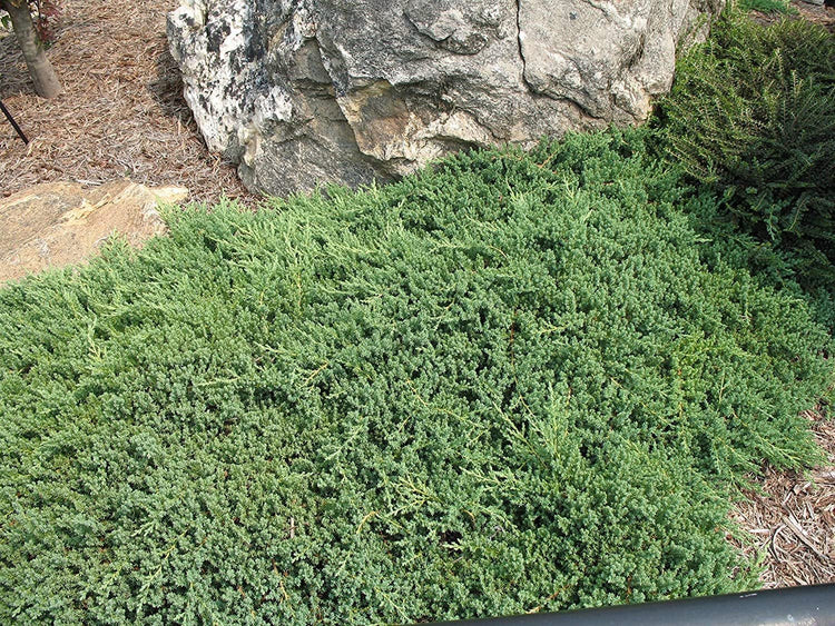 Juniper Procumbens Nana - Live Plants - Drought Tolerant Evergreen Groundcover - Great for Bonsai