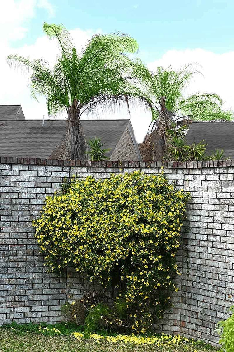 Carolina Jasmine | Large Gallon Size Plants | Gelsemium Sempervirens Jessamine | Fragrant Blooming Vine Foliage