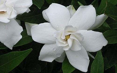 Frostproof Gardenia - Live Plants - Fragrant Blooming Shrub - Gardenia Jasminoides