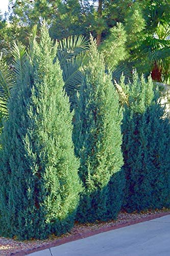 Blue Point Juniper - Live Inch Pot - Juniperus Chinensis - Evergreen Screening Tree