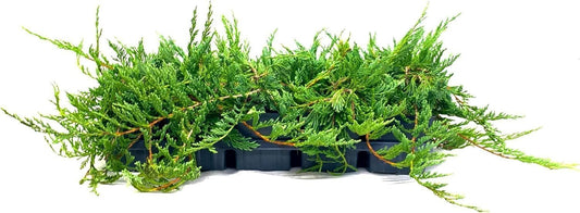 Bar Harbor Juniper | Live 4 Inch Pots | Juniperus horizontalis 'Bar Harbor' | Perfect Lush Ground Cover & Landscape Accent | Drought Resistant & Low Maintenance (1 Plant)