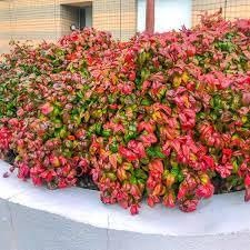 Nandina Firepower | Extra Large 3 Gallon Plants | Nandina Domestica 'Firepower' | Vibrant Foliage All Year | Easy to Grow