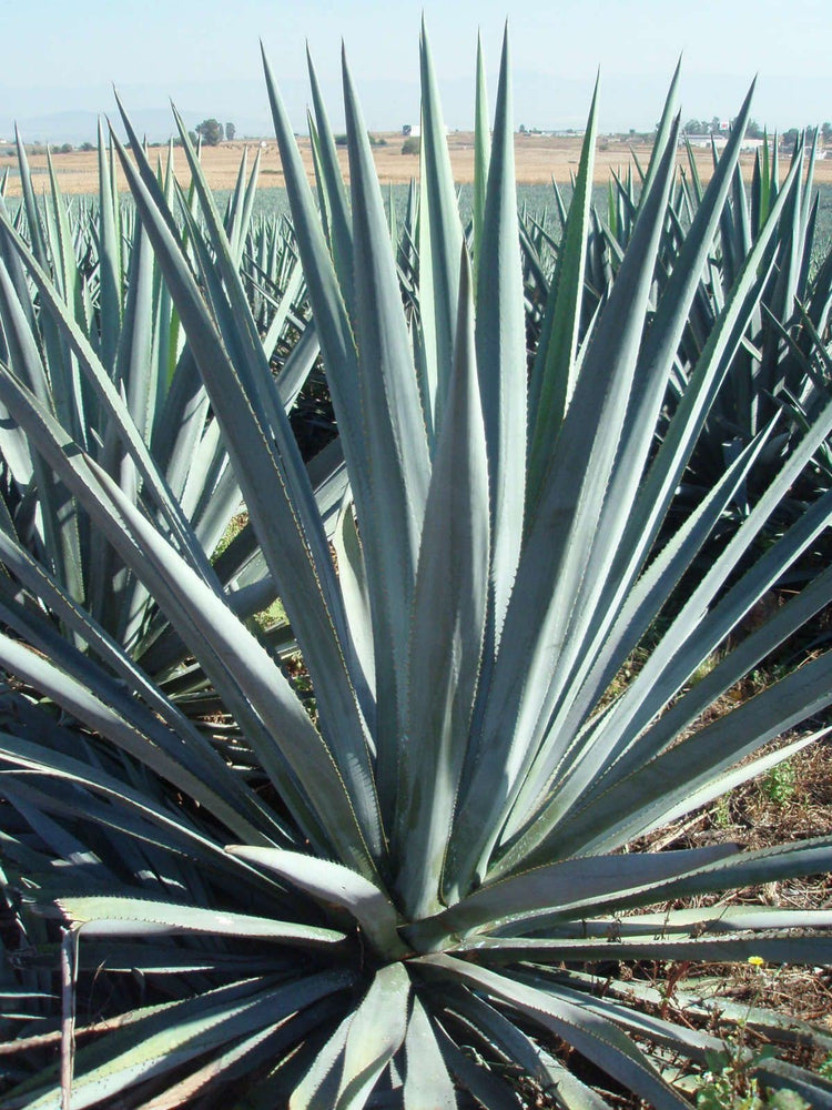 Agave Americana - Live Blue Agave Plant - Drought Tolerant Succulent