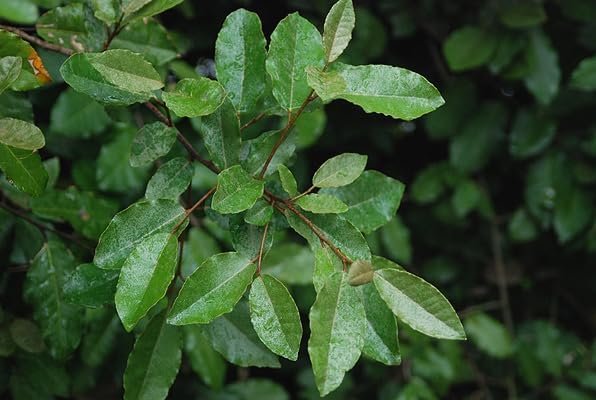 Elaeagnus Pungens I Large Gallon Size Plant I Thorny Olive I Hardy Evergreen Shrub with Fragrant Blooms, Perfect for Hedges, Screening & Ornamental Garden Display