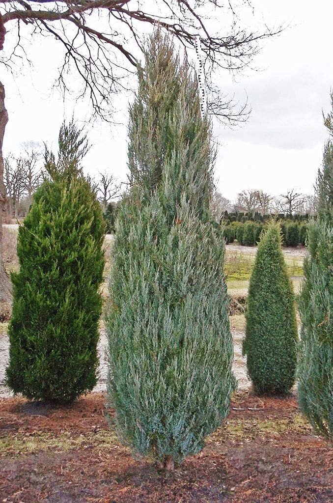 Skyrocket Juniper | Live Gallon Size Tree | Juniperus Scopulorum | Drought Tolerant Cold Hardy Formal Upright Evergreen Plant