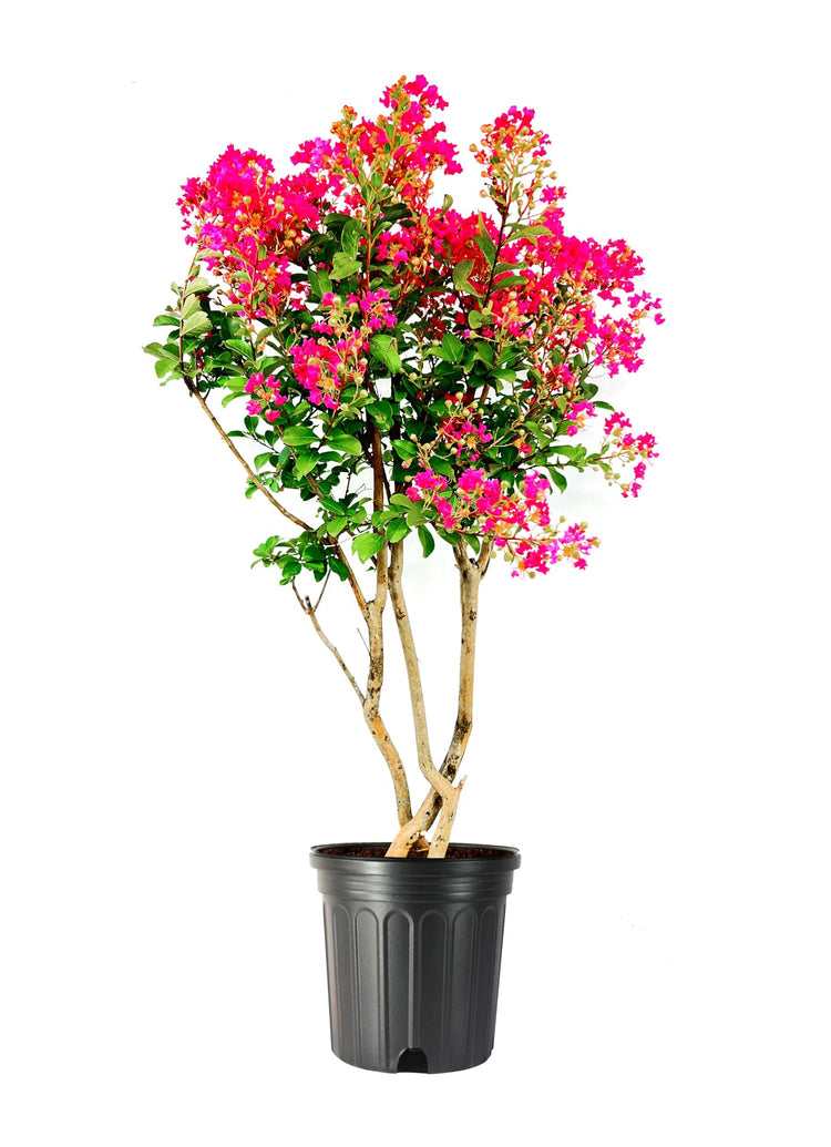 Crape Myrtle Tonto | Extra Large 3 Gallon Plant | Lagerstroemia 'Tonto' | Hardy Fuchsia Blooms | Compact Growth