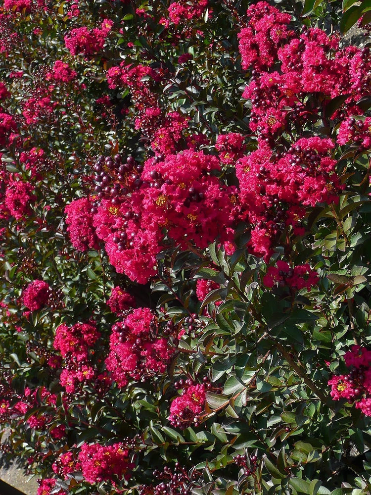 Vibrant Double Feature Red Crape Myrtle | Live Plants | Lagerstroemia Indica 'Double Feature' | Stunning Summer Blooms | Drought Tolerant & Low Maintenance