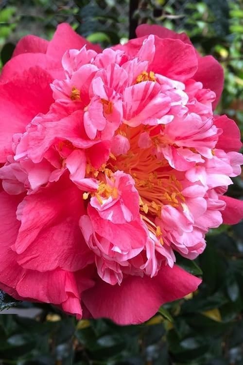 Camellia Japonica Laura Walker I Extra Large Gallon Plants I Red & White Variegated Leaf Deep Red & White Striped Blooms, Live Plant for Home & Garden