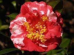 Camellia Japonica Laura Walker I Extra Large Gallon Plants I Red & White Variegated Leaf Deep Red & White Striped Blooms, Live Plant for Home & Garden