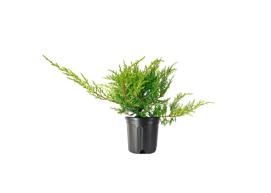 Juniper Kallay - Live Gallon Size Plants - Juniperus Chinensis - Drought Tolerant Cold Hardy Evergreen Groundcover