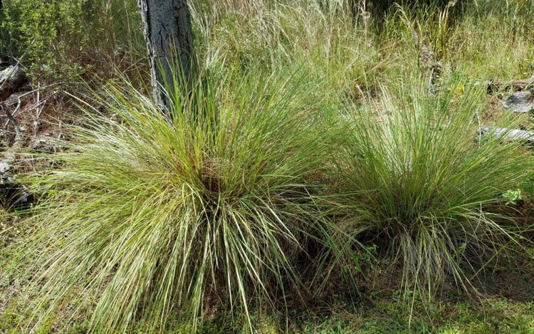 Dwarf Fakahatchee Grass I Large Gallon Size Plant I Tripsacum Floridanum I Live Premium Quality, Low-Maintenance Ornamental Grass for Landscaping, Gardens, and Containers - Fast-Growing