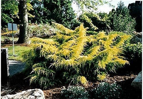 Juniper Gold Lace | Live Gallon Size Plant | Juniperus Chinensis | Drought Tolerant Cold Hardy Evergreen Groundcover