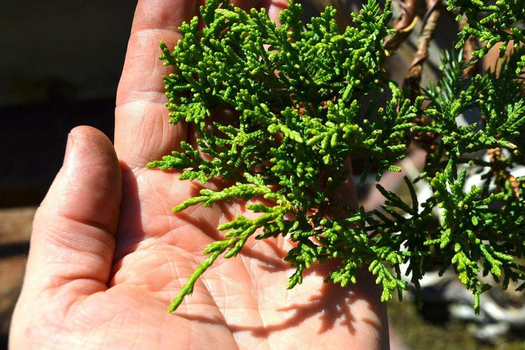 San Jose Juniper - Live Plants - Juniperus Chinensis - Drought Tolerant Cold Hardy Evergreen Ground Cover