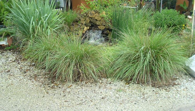 Dwarf Fakahatchee Grass I Large Gallon Size Plants I Tripsacum Floridanum I Live Premium Quality, Low-Maintenance Ornamental Grass for Landscaping, Gardens, and Containers - Fast-Growing