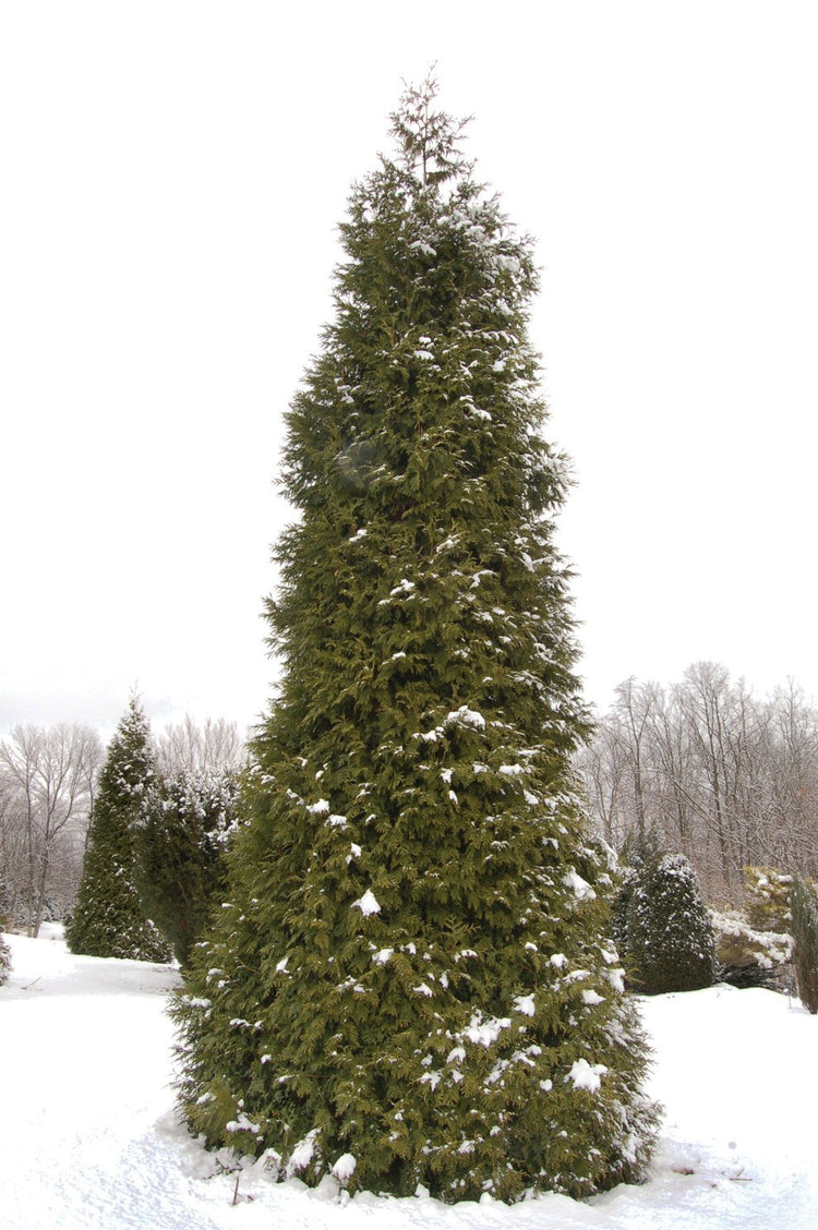 Thuja Green Giant Arborvitae - Live Trees 2" Pot Size - Evergreen Privacy Plants