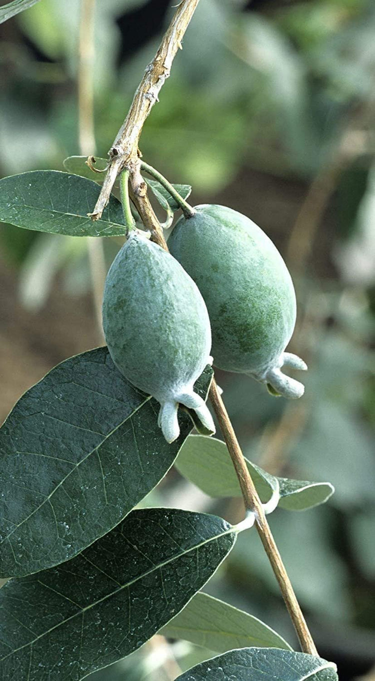 Pineapple Guava | Extra Large Gallon Plants | Feijoa Sellowiana | Edible Fruit Shrub and Fragrant Flowering Foliage