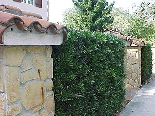 Podocarpus Macrophyllus | Extra Large Gallon Plants | Japanese Yew | Low Maintenance Live Evergreen Privacy Hedge Shrub