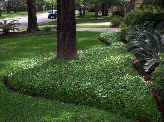 Asiatic Jasmine Minima I Large Gallon Size Plants I Trachelospermum Asiaticum I Live Dense, Evergreen Foliage - Perfect for Lawn Substitutes and Erosion Control