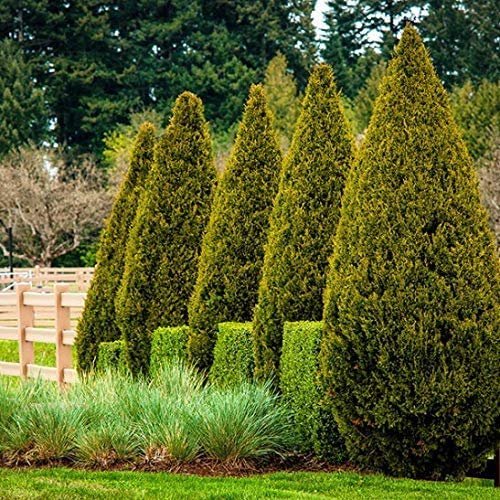 Spartan Juniper - Juniperus Chinensis - Live inch Container Trees - Evergreen Privacy Screening Plants