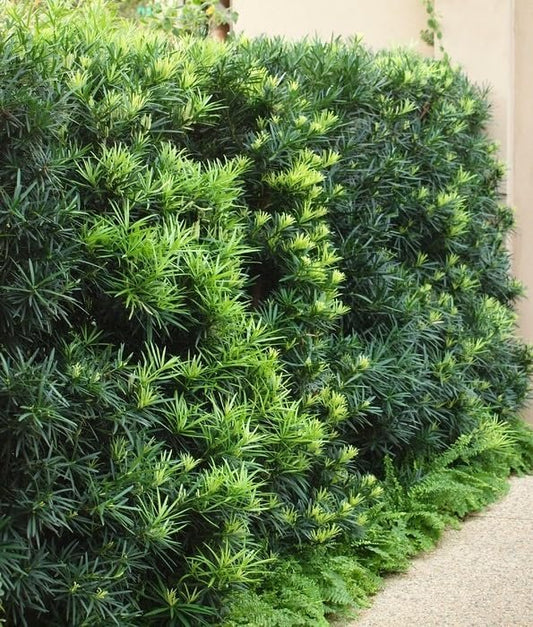 Podocarpus Macrophyllus I Large Gallon Size Plants I Japanese Yew I Live Evergreen Yew Pine - Perfect for Landscaping and Privacy Screens