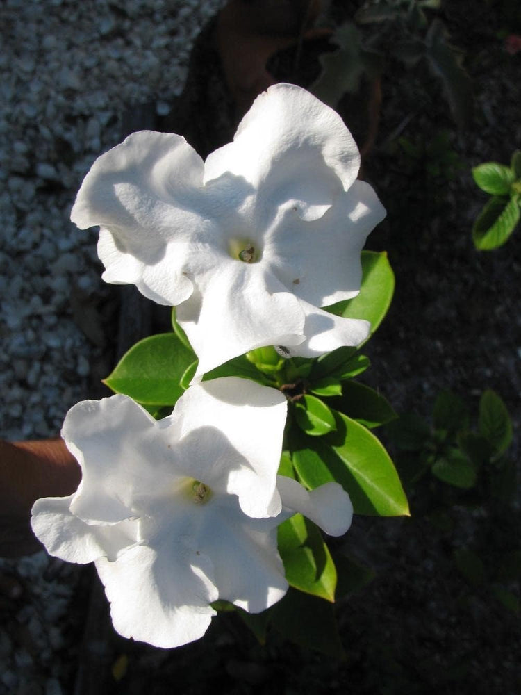 Lady of The Night | Live Plants | Brunfelsia Americana Nitida | Fragrant Tropical Bloomer | Perfect for Evening Gardens