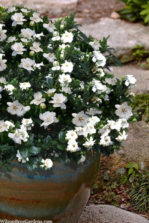 Gardenia Buttons | Extra Large Gallon Plants | Gardenia jasminoides 'Buttons' | Compact Beauty | Intense Fragrance