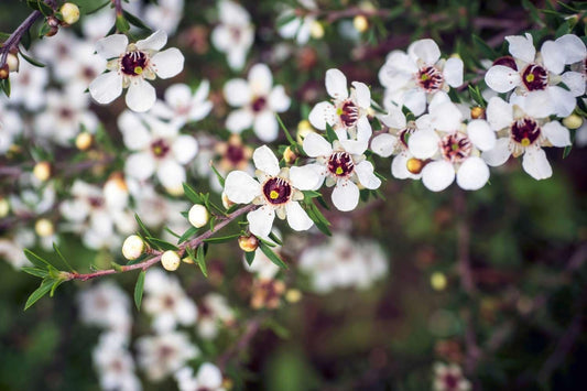 New Zealand Tea Plant | Extra Large 3 Gallon Plants | Leptospermum scoparium | Evergreen Shrub | Low Maintenance