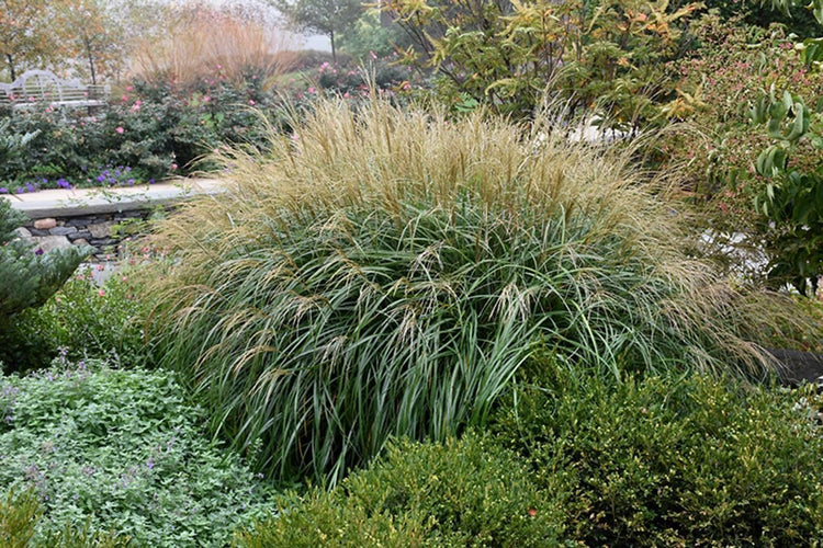 Miscanthus Adagio Grass | Extra Large Gallon Plants | Miscanthus sinensis 'Adagio' | Elegant Ornamental | Garden Accent