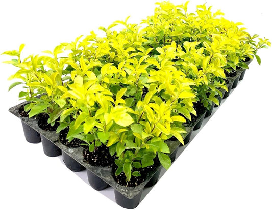 Gold Mound Duranta I Live Plants I Duranta Erecta Repens I Vibrant Yellow-Green Foliage for Stunning Landscape Contrast, Perfect for Borders, Accents, & Container Gardening