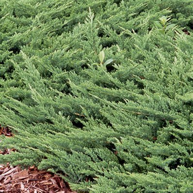 Prince of Wales Juniper - Live Plants - Drought Tolerant Cold Hardy Evergreen Ground Cover