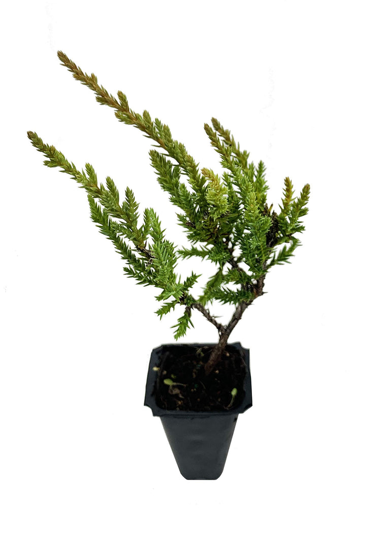 Gold Star Juniper - Live Plants - Juniperus Chinensis - Drought Tolerant Cold Hardy Evergreen Ground Cover