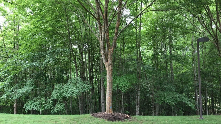 Drake Chinese Elm Tree | Live Plants | Lacebark Elm | Ulmus Parvifolia | Semi-Evergreen Fall Colors Red Purple & Yellow