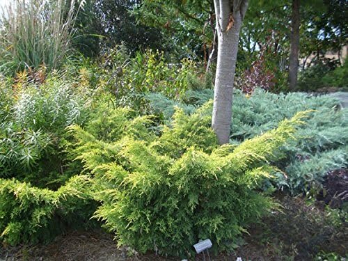 Saybrook Gold Juniper - 60 Live Plants - Drought Tolerant Cold Hardy Evergreen