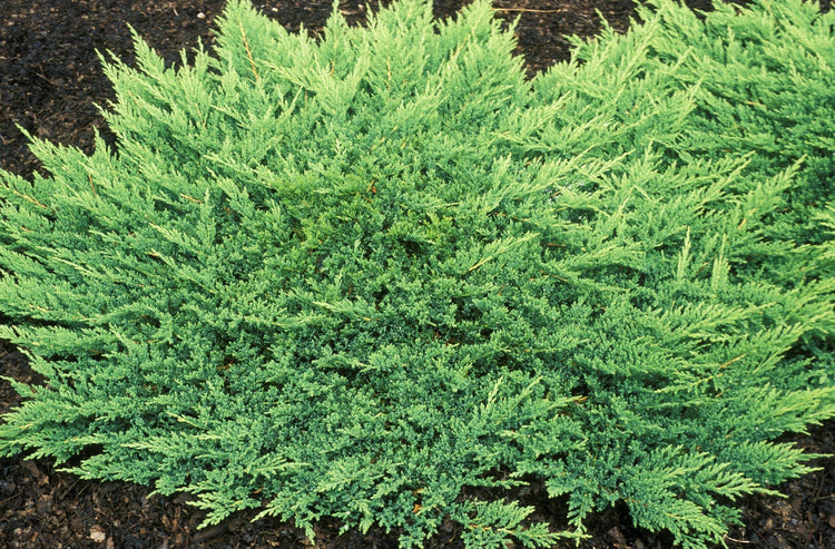 Prince of Wales Juniper - 10 Live Plants - Drought Tolerant Cold Hardy Evergreen Ground Cover