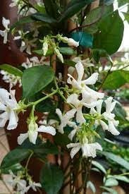 Confederate Jasmine Plants | Live 4 Inch Pots | Trachelospermum Jasminoides | Flowering Vine | Outdoor Garden