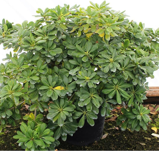 Pittosporum Green | Extra Large 3 Gallon Plants | Pittosporum Tobira | Lush Privacy Hedge | Easy-Care Landscape