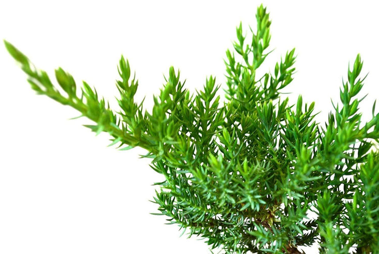 Juniper Procumbens Nana - Live Plants - Drought Tolerant Evergreen Groundcover - Great for Bonsai