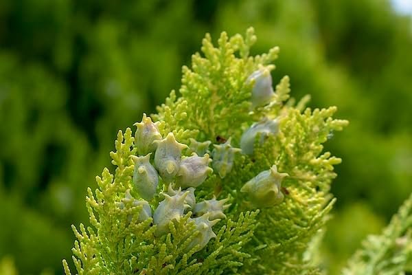 Blue Cone Arborvitae | 1 Extra Large 3 Gallon Plant | Elegant & Hardy Evergreen Shrub, Striking Blue Foliage, Ideal for Privacy Screens, Hedges, and Landscape Accents