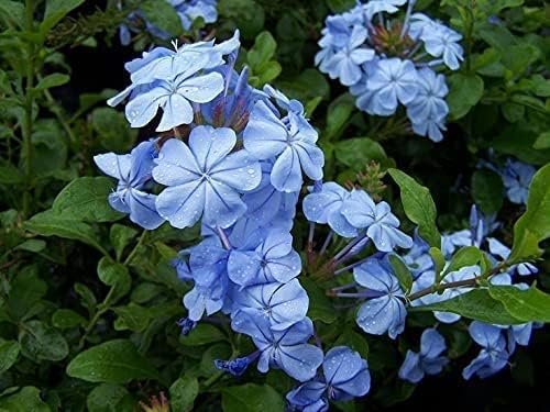 Imperial Blue Plumbago | Large Gallon Size Plants | Auriculata | Live Drought Tolerant Blooming Butterfly Attracting Shrub