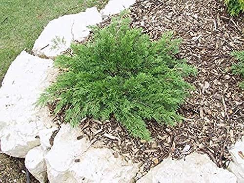 Juniper Monna Sierra Spreader | Live Inch Pots | Juniperus Chinensis | Drought Tolerant Cold Hardy Evergreen Groundcover Plants