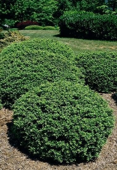 Soft Touch Compact Japanese Holly I Live Quart Size Plants | Dense, Evergreen Shrub Ideal for Low Borders and Decorative Landscaping (5 Plants)