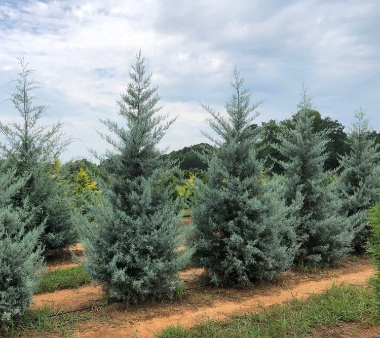 Arizona Blue Ice Cypress | Large Gallon Size Trees | Cupressus Plants | Beautiful Evergreen Low Maintenance Cold Hardy Privacy Screen