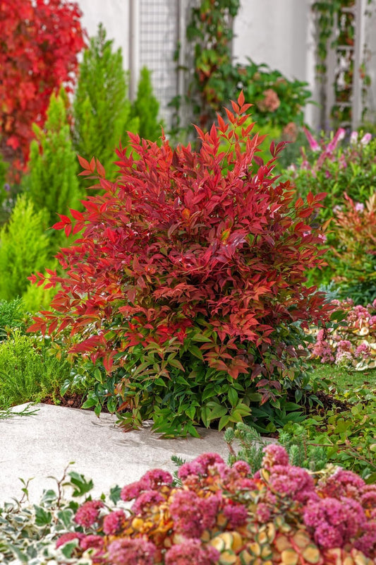 Nandina Domestica | Extra Large 3 Gallon Plant | Heavenly Bamboo | Vibrant Year-Round Color | Low Maintenance