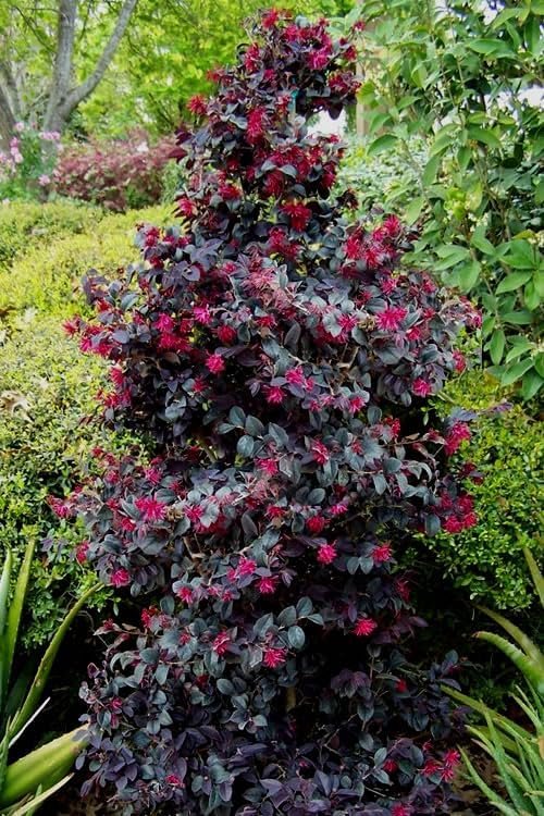 Loropetalum Carolina Midnight | Extra Large 3 Gallon Plant | Botanical Name: Loropetalum Chinense | Low Maintenance | Fast Growing