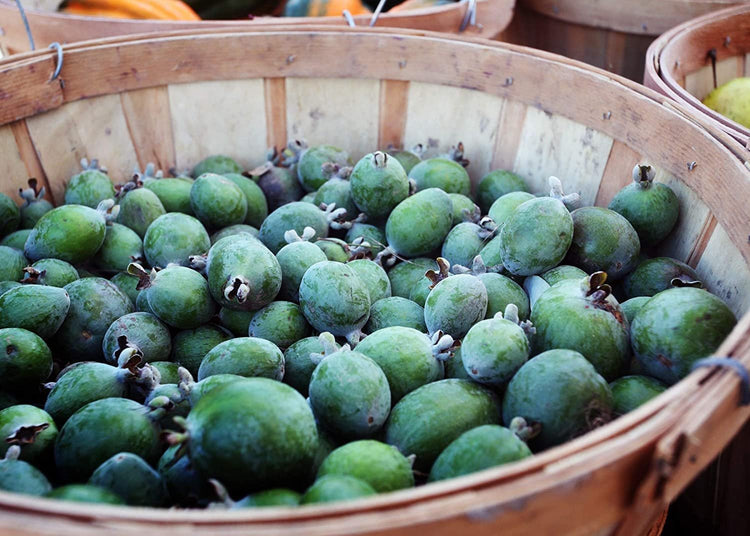 Pineapple Guava | Extra Large Gallon Plants | Feijoa Sellowiana | Edible Fruit Shrub and Fragrant Flowering Foliage