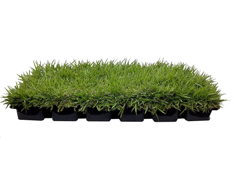 Zoysia Sod Plugs - Large 3" x 3" Plugs - Drought, Salt & Shade Tolerant Turf Grass